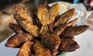 Bonga Fish